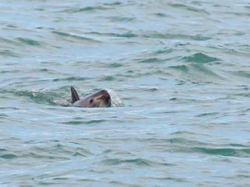 Vaquita marina al borde de la extinción; piden ‘área de tolerancia cero’