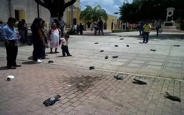 Reportan envenenamiento masivo de palomas en Mérida