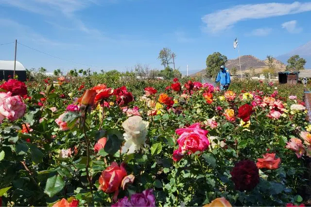 Campo de Rosas