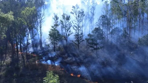 Hay 50 incendios forestales activos en México