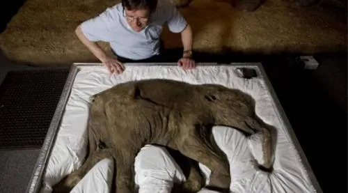 Los biólogos planean devolver a la vida al mamut lanudo en 2019
