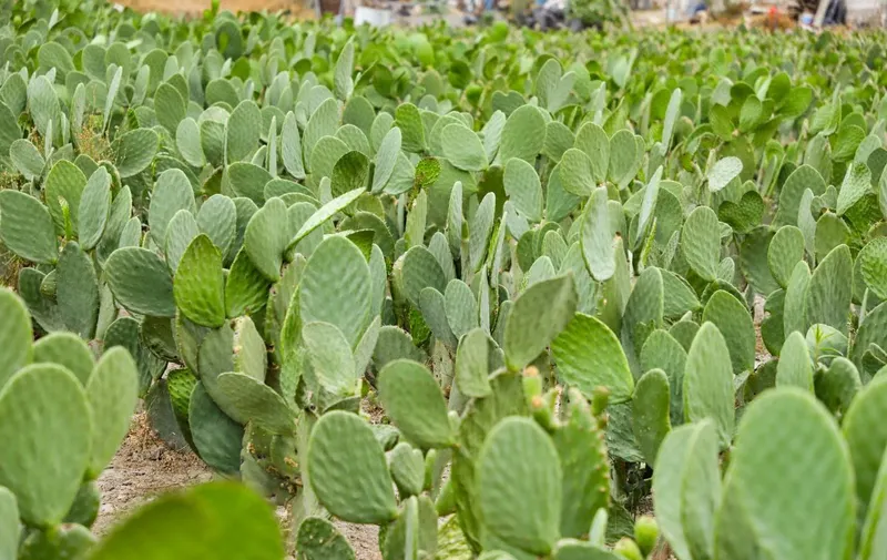Feria del Nopal