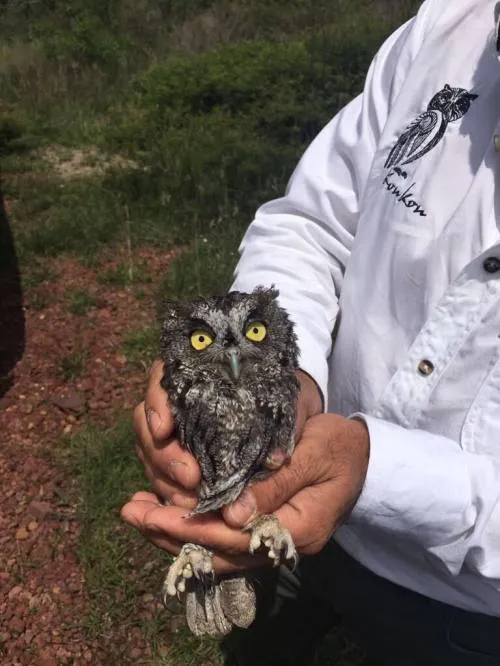 Preserva Tony Gali la diversidad de especies silvestres en Flor del Bosque