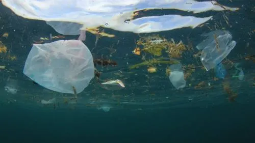 Senado, inconforme por recorte a sector ambiental