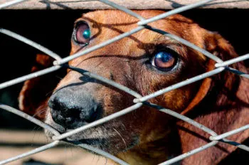 De 710 reportes de maltrato animal recibidos por el Ayuntamiento, solo 24 se han convertido en denuncias