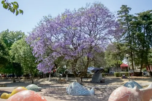 Comuna podría ordenar y rehabilitar el Parque Juárez; renta de inflables dañan áreas verdes