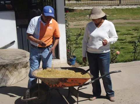 Una carretilla cargada de cebada, ilusión y esperanza