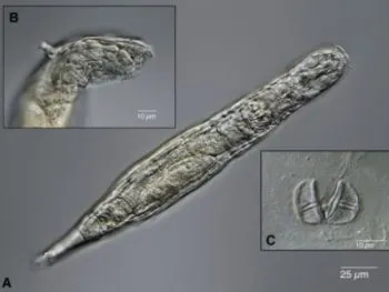Gusano microscópico vuelve a la vida tras estar congelado 24 mil años