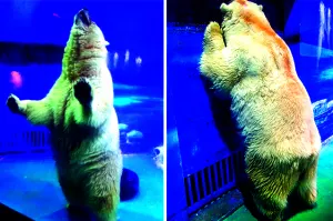 Piden firmas para cerrar el zoo “más triste del mundo”