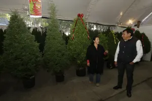 Ofertan árboles de navidad desde 250 a los 800 pesos