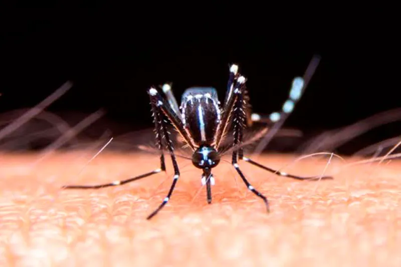 Mosquito Transmisor Dengue