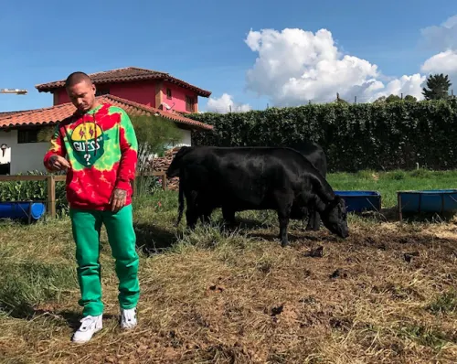 Vaca ataca a J Balvin
