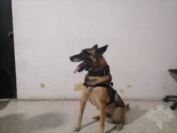 Tras revisiones en centros penitenciarios, oficiales caninos detectan droga: SSP