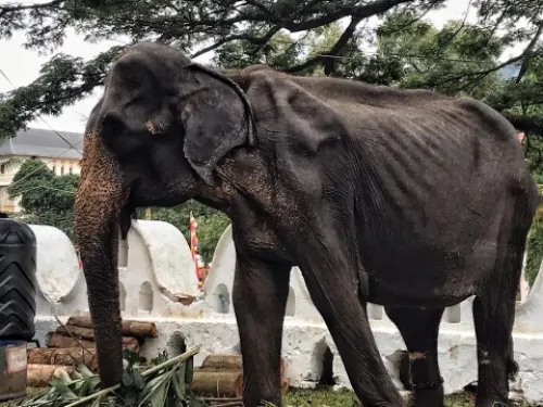 Muere Tikiri, la elefanta de 70 años desnutrida y maltratada