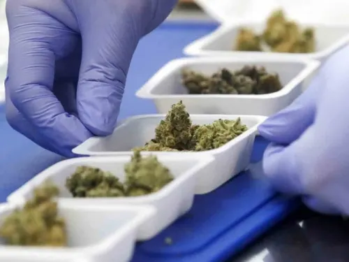 Entra en vigor ley en Nueva York que despenaliza mariguana