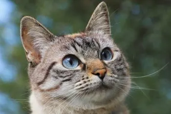 En Australia, prohibirán a gatos domésticos estar en libertad