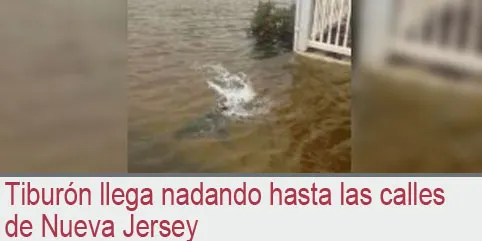 Tiburón llega nadando hasta las calles de Nueva Jersey