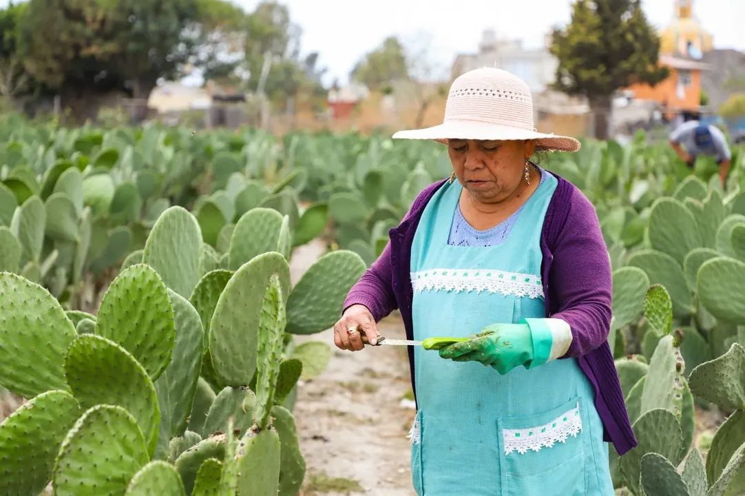Feria del Nopal