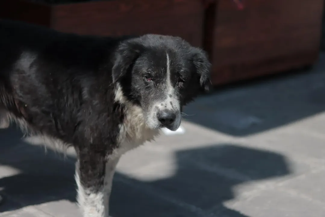 Perro