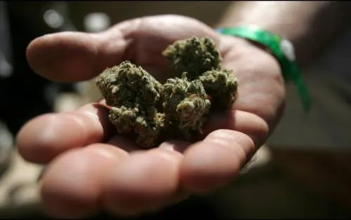 La Cofepris libera segundo paquete de productos con cannabis