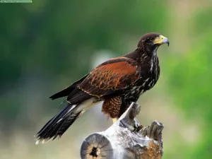 Libera Profepa ejemplares de fauna silvestre en Jalisco