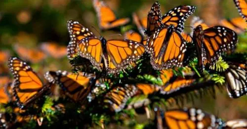 Afectaciones a la biosfera de la Mariposa Monarca provoca reducción del 57.6% de su población