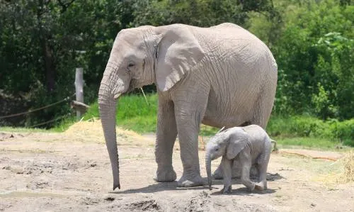 Nace la primera cría de elefante africano en cautiverio en el zoológico Africam Safari