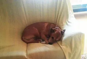 Sacrifican en España a perro de enfermera contagiada de ébola
