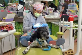 Clínica Pediátrica de la BUAP brinda atención dental integral a menores de hasta 18 años