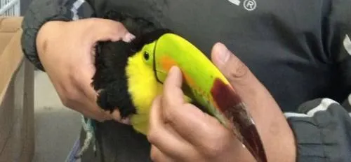 Coadyuva PROFEPA con PGR por presunto tráfico de 124 ejemplares de vida silvestre en Puebla