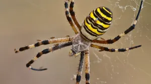 Muere un hombre tras ser mordido por araña tigre