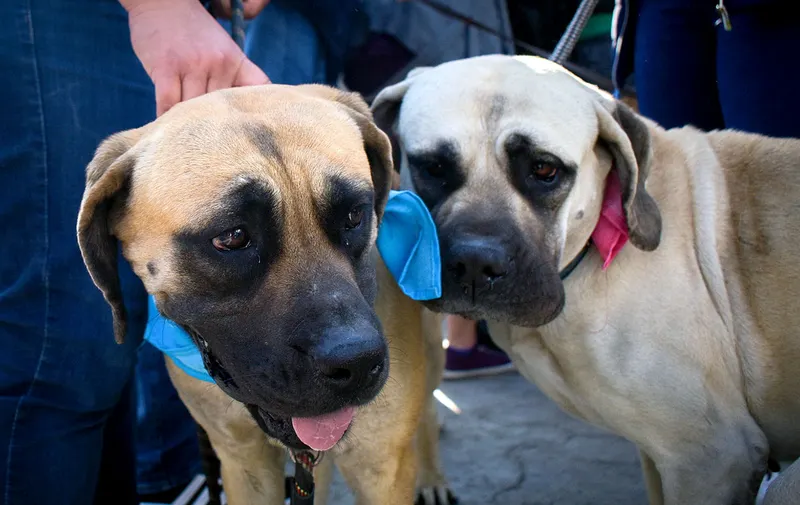 ayuntamiento-de-puebla-contigo-y-tus-perritos