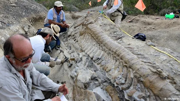 Mexiko Coahuila | Ausgrabungen versteinerter Schwanz Dinosaurier oder Hadrosaurier