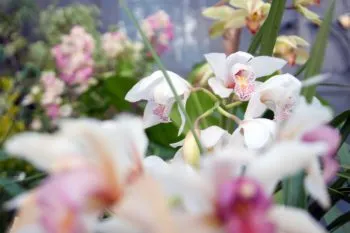 Flores, arte y cultura para recibir la primavera en Atlixco