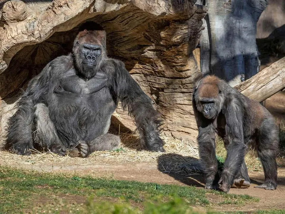 FILE PHOTO: Gorillas sit after two of their troop tested positive for COVID-19 after falling ill, and a third gorilla appears also to be symptomatic, at the San Diego Zoo Safari Park in San Diego, California, U.S. January 10, 2021. Picture taken January 10, 2021. Ken Bohn/San Diego Zoo Global/Handout via REUTERS.  NO RESALES. NO ARCHIVES. MANDATORY CREDIT. THIS IMAGE HAS BEEN SUPPLIED BY A THIRD PARTY./File Photo
