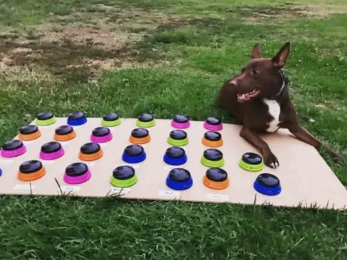 Perrita aprende a comunicarse con botones; ¡es adorable!