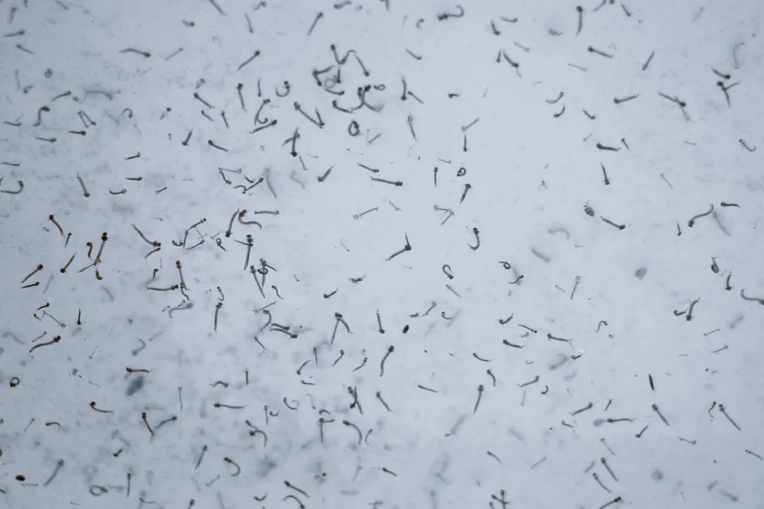 En Puebla, seis personas hospitalizadas por dengue