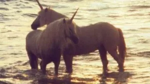 Ofertan par de unicornios en sitio de ventas por internet