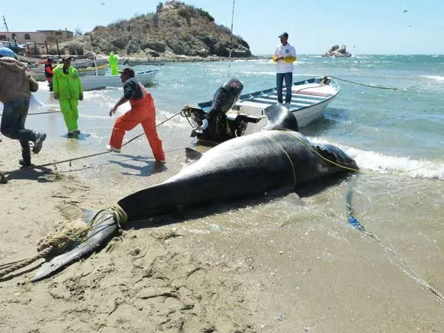 Capturan  tiburón gigante mide más de seis metros