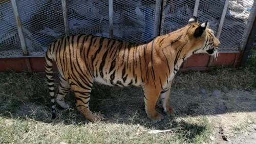 Encuentran animales exóticos en rancho del “Loco Téllez”, líder huachicolero