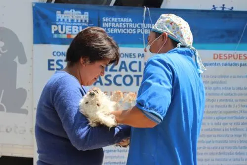 Ayuntamiento de Puebla realiza jornadas de esterilización en la Ciudad
