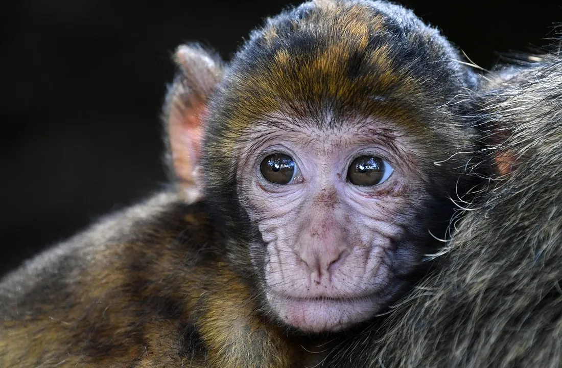clonación del mono rhesus