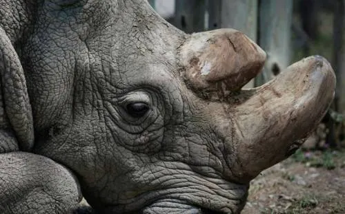 Niña cae en la jaula de rinocerontes en zoológico de EU y resulta herida