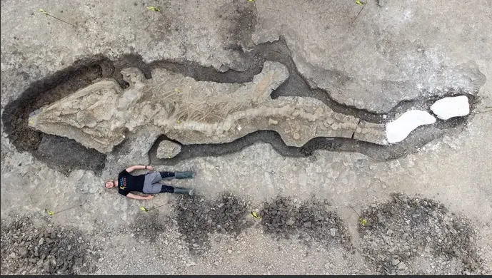 Hallan esqueleto del dragón marino más grande visto hasta hoy
