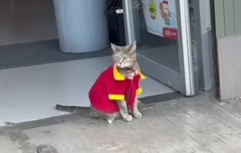 Minina, la gatita que conquistó un Oxxo y el corazón de un vecindario en Puebla