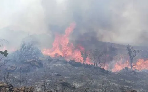 Incendios van a la alza por la mano del hombre y altas temperaturas