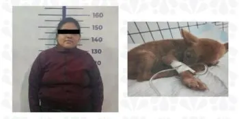 Vinculan a proceso a mujer por abandonar a su perrita en veterinaria en la junta auxiliar Ignacio Romero Vargas