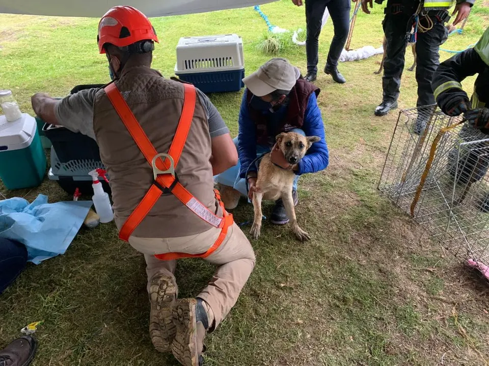 Los perros del socavón