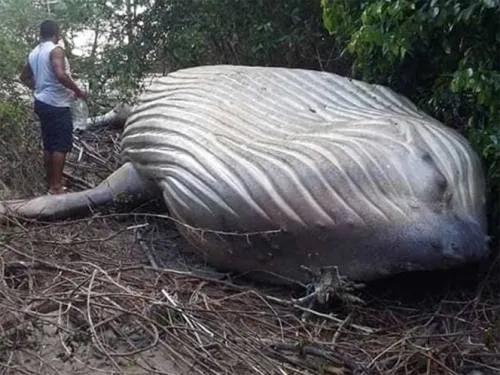 Aparece una ballena jorobada en la selva del Amazonas