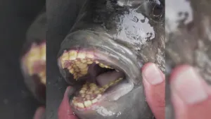 Pez con dientes humanos provoca alucinaciones